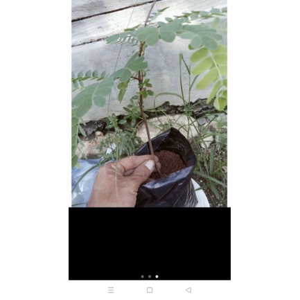 

bibit bonsai asam jawa isi 25 batang