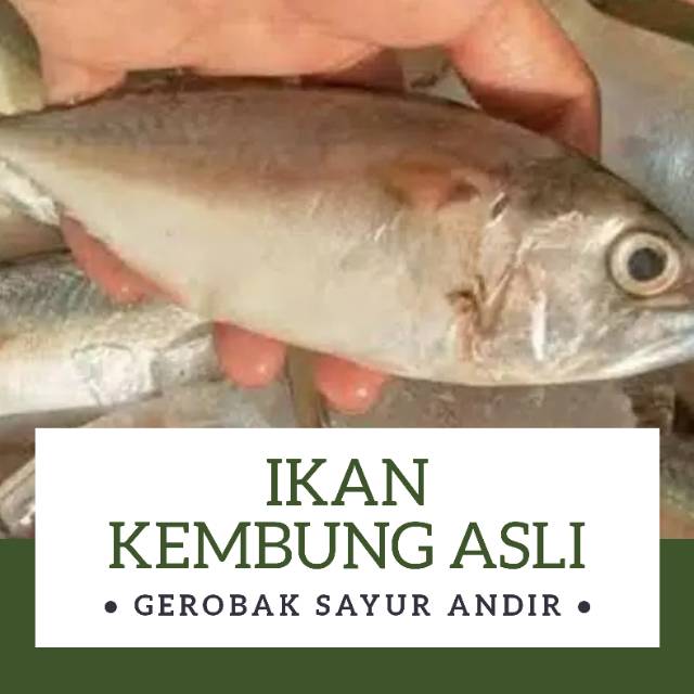 

Ikan Kembung Biasa /500gr