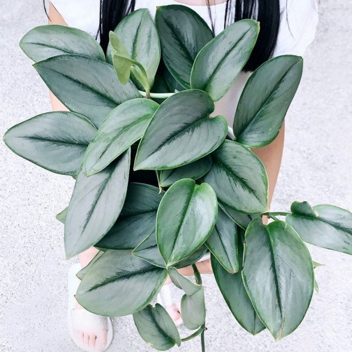 Scindapsus Moonlight, Scindapsus Treubii, Scindapsus sp