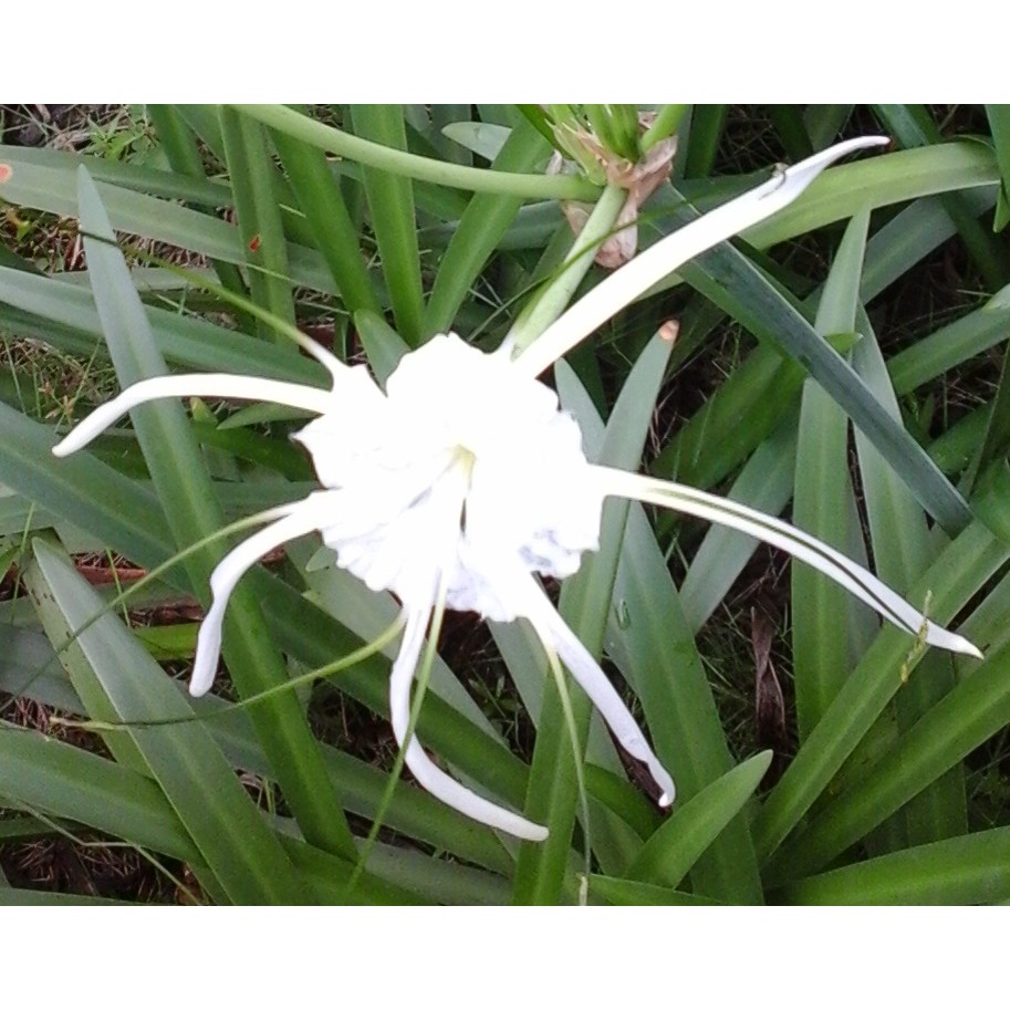 Umbi Bunga Bakung Air Mancur Spider Lily Shopee Indonesia