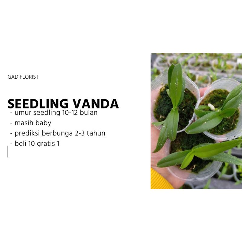 seedling Vanda
