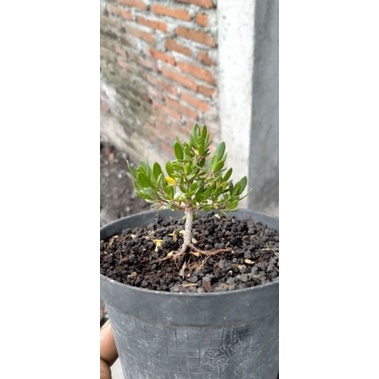 SANTIGI MAWAR SUPER BAHAN BONSAI