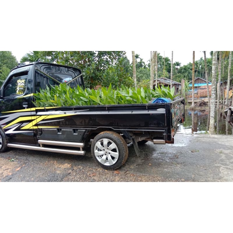 Bibit Pinang asli betara ukuran 40-60cm usia 4-6bulan TERLARIS