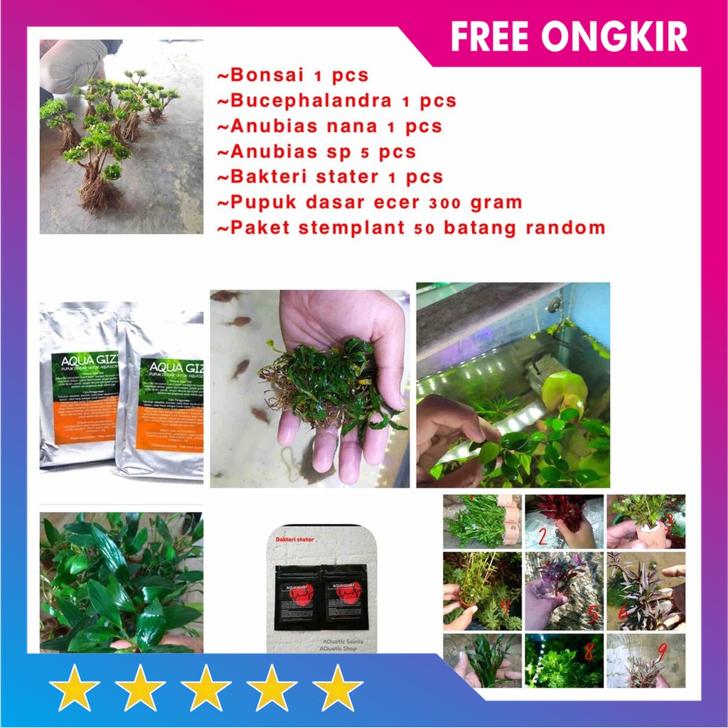 Promo Paket Aquascape Pemula Starter Kit Tanaman Aquascape