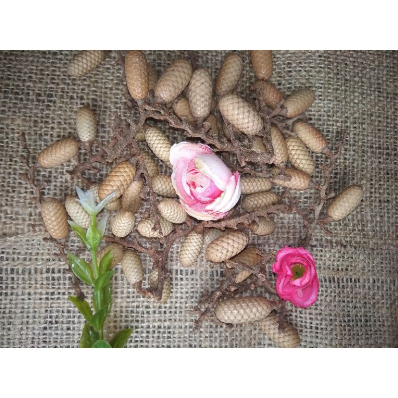 biji rotan kering(5pcs)