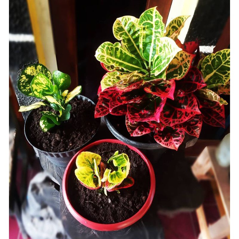 Tanaman hias Puring kura merah