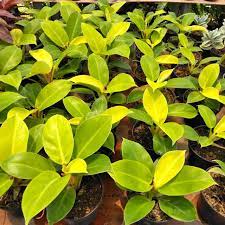 tanaman bunga philodendron moonlight /tanaman hias berkuwalitas - BAKUL KEMBANG