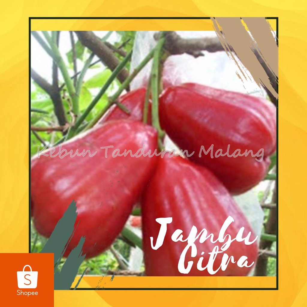 Bibit Jambu Air Citra Merah Pohon Buah Jambu Citra Tanaman Jambu