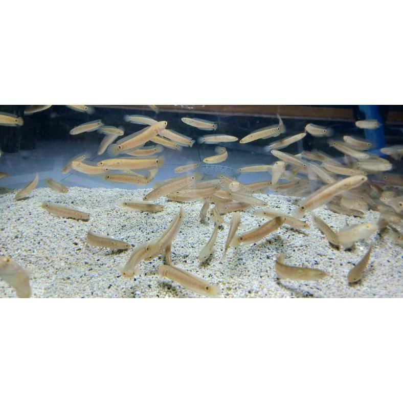 Terbaru Ikan Hias Canna Asiatica Pure Rs 5_6