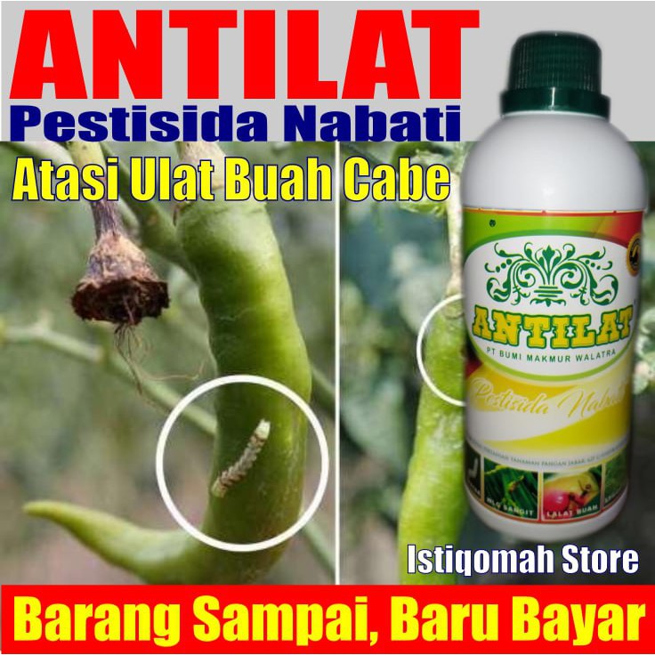 Insektisida Pestisida Organik ANTILAT Obat Pembasmi Hama Pada Padi Semua Jenis Tanaman