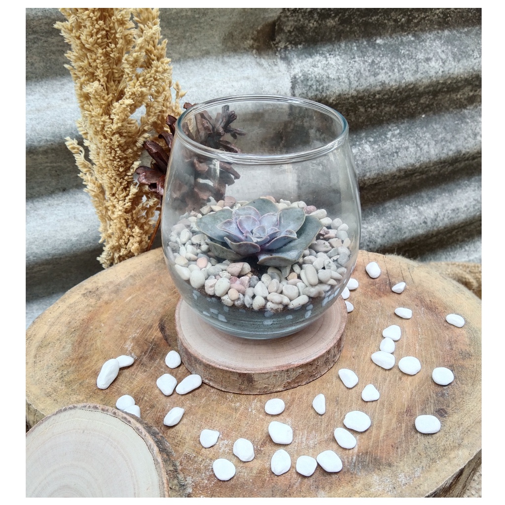 TERRARIUM MEDIUM KAKTUS SUKULEN STANDING PLUS TATAKAN HIASAN TANAMAN HIDUP CACTUS SUCCULENT SEDANG
