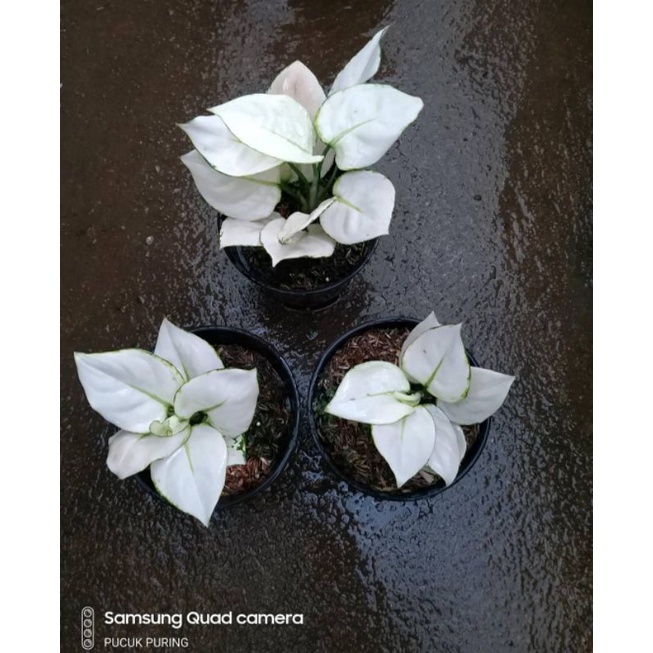 tanaman hias aglonema super white - aglonema super white