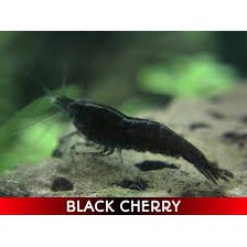 udang hias black cherry aquascape