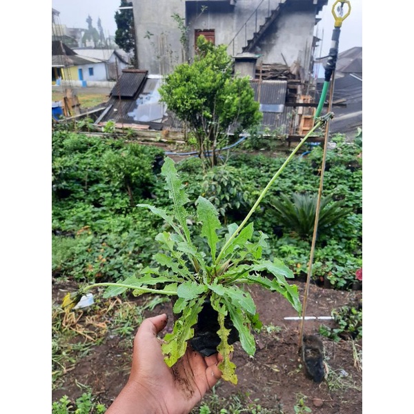 Shopritz Bibit Dandelion, Bunga Dandelion