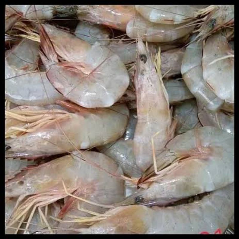 udang laut / udang jerbung / rebung putih