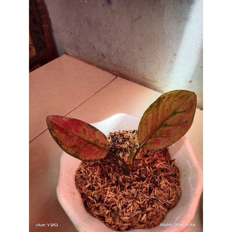 aglonema anakan red hengheng
