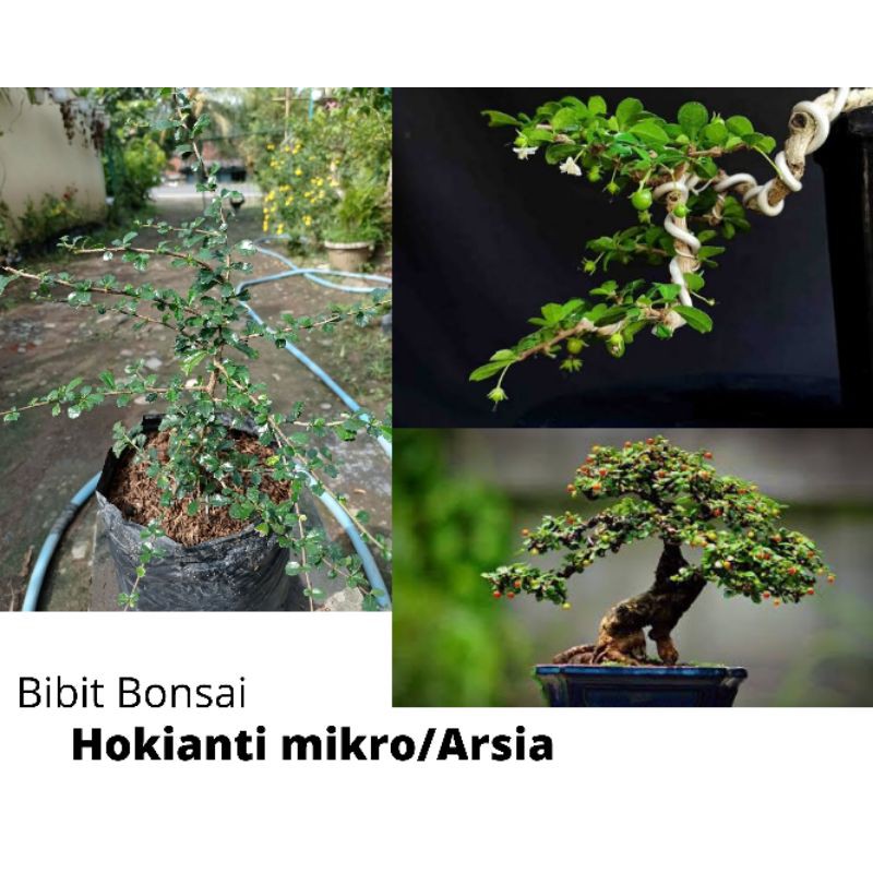 Hokianti Mikro (hokianti buah)