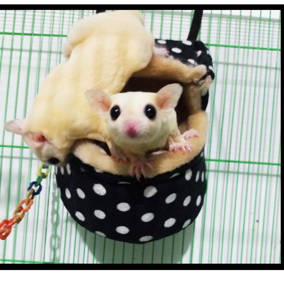 Jual Terlaris Babybox Pouch Sugar Glider Sleeping Pouch Sugar Glider Baby Box Ikd Indonesia Shopee Indonesia