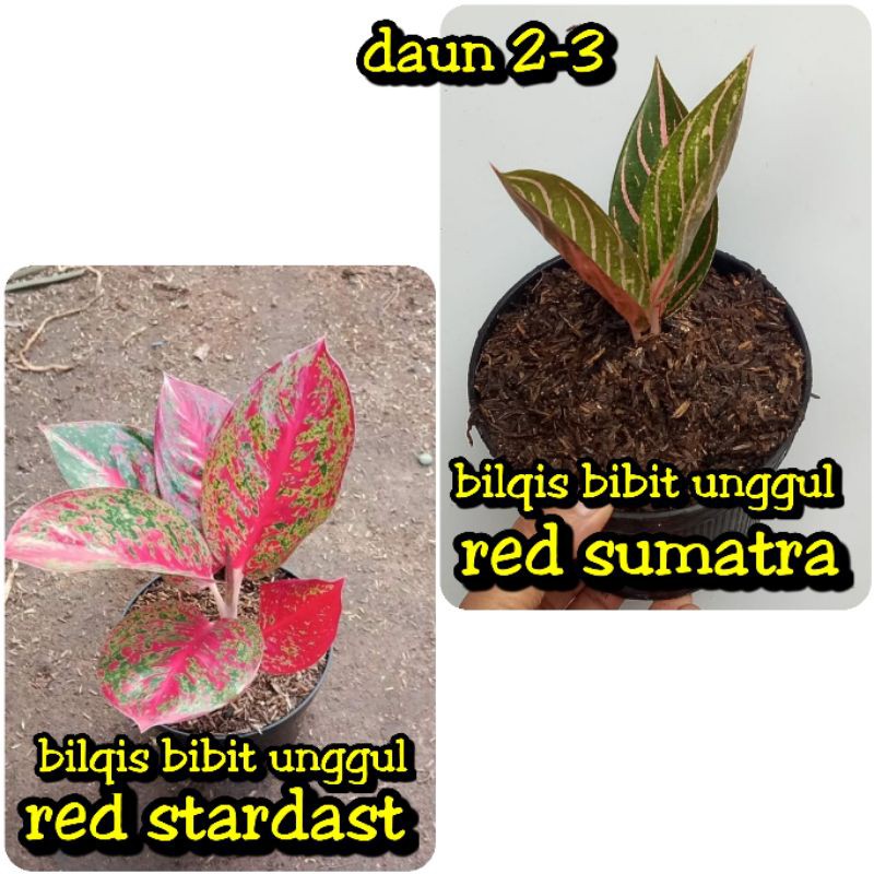 paket 2 bunga aglonema red stardast/stardust_anakan bunga aglonema red sumatera/Sumatra