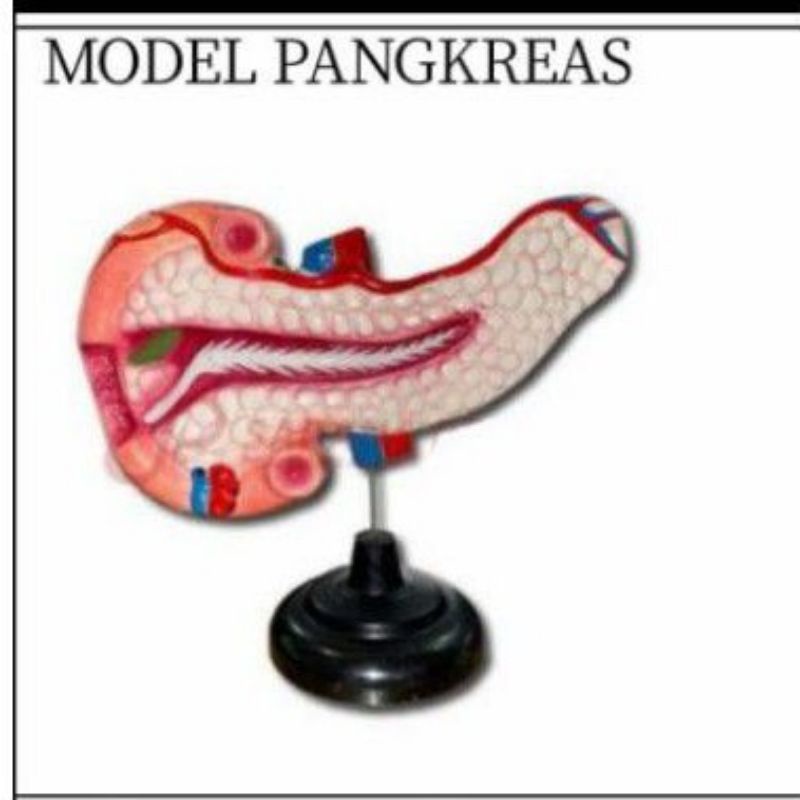 

Pangkreas alat peraga pendidikan model pangkreas