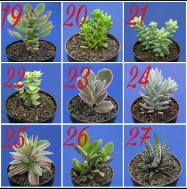 Kaktus dan sukulen lokal GRATIS POT