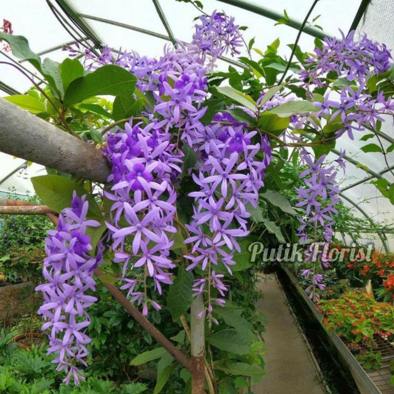 Bibit Tanaman Rambat Petrea Volubilis Ungu