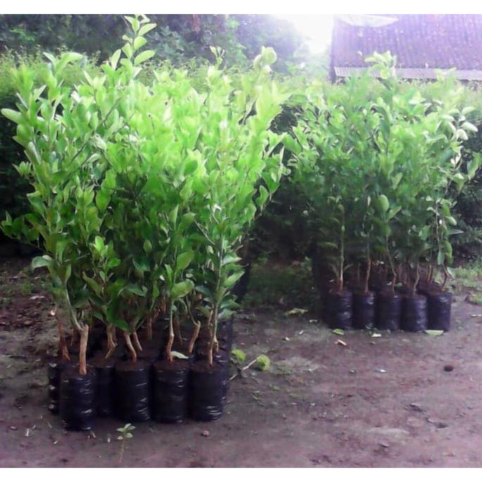 MerAh Diskon Bibit Jeruk Limau Kasturi Berbuah Berkwalitas