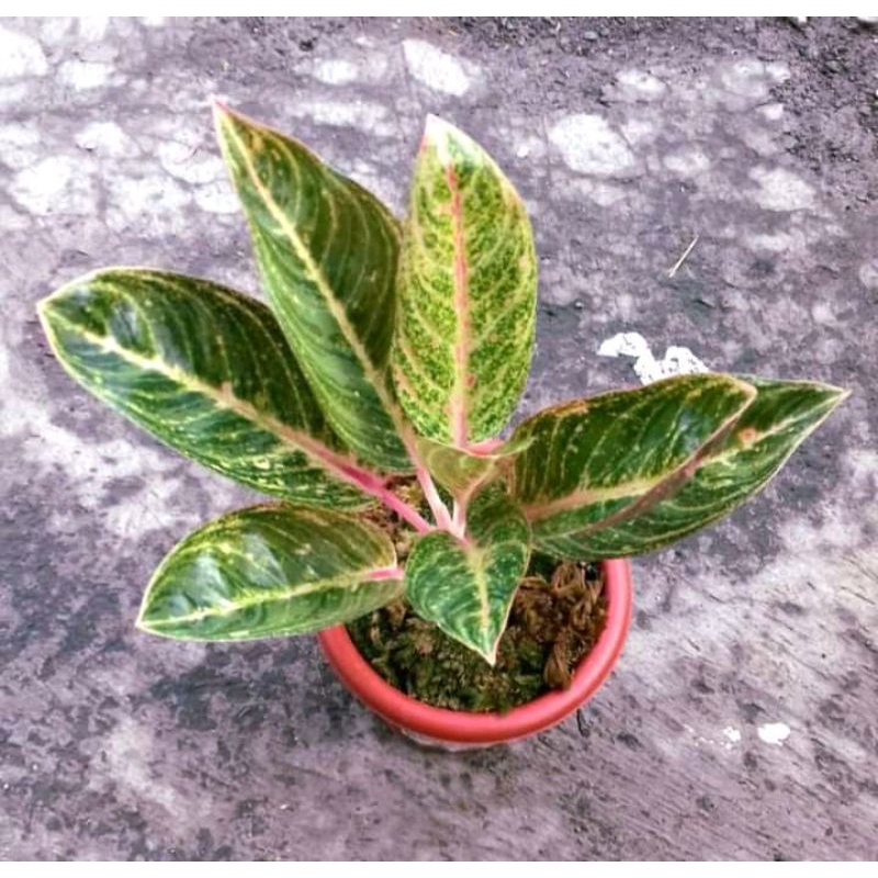 aglonema Evita golden anakan baby, benih aglonema