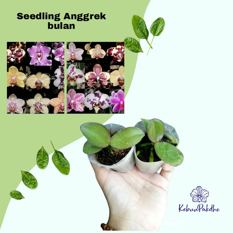 Seedling Anggrek bulan hybrid