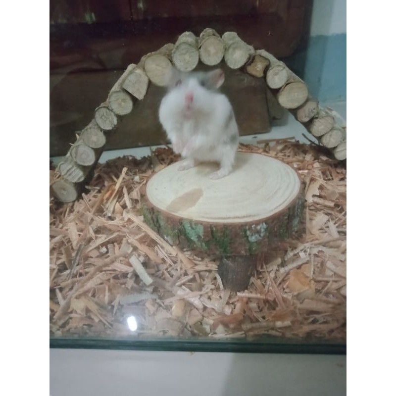 MAINAN HAMSTER - MEJA HAMSTER - AKSESORIS KANDANG HAMSTER