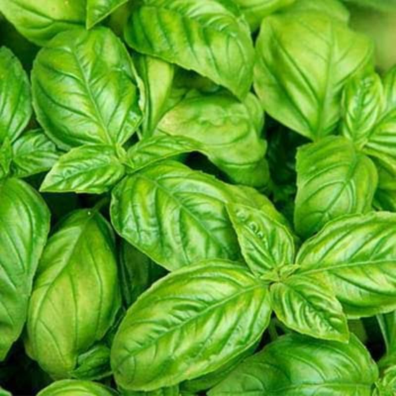 Benih Biji Daun Herbal Basil Italia Italian Large Leaf Basil