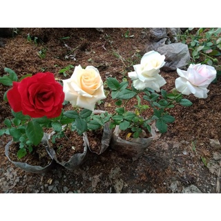 Bibit Mawar Potong Terlaris