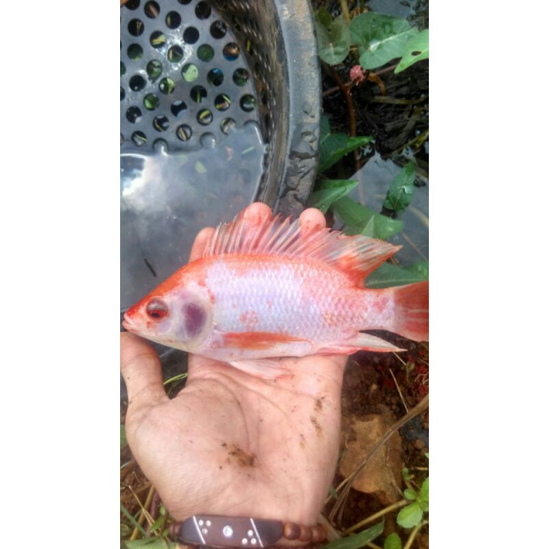 calon induk nila merah bangkok size 3-4 jari up (PERPASANG)