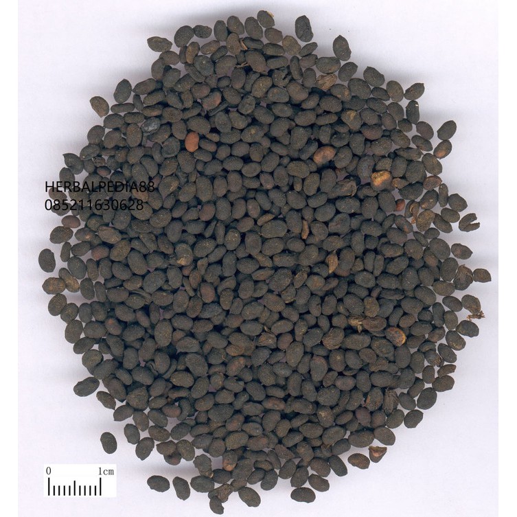 

100 G GR GRAM BU GU ZHI PSORALEA FRUCTUS MALAYTEA SCURFPEA FRUIT