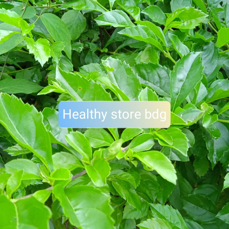 

Daun Beluntas Segar per 500 gram