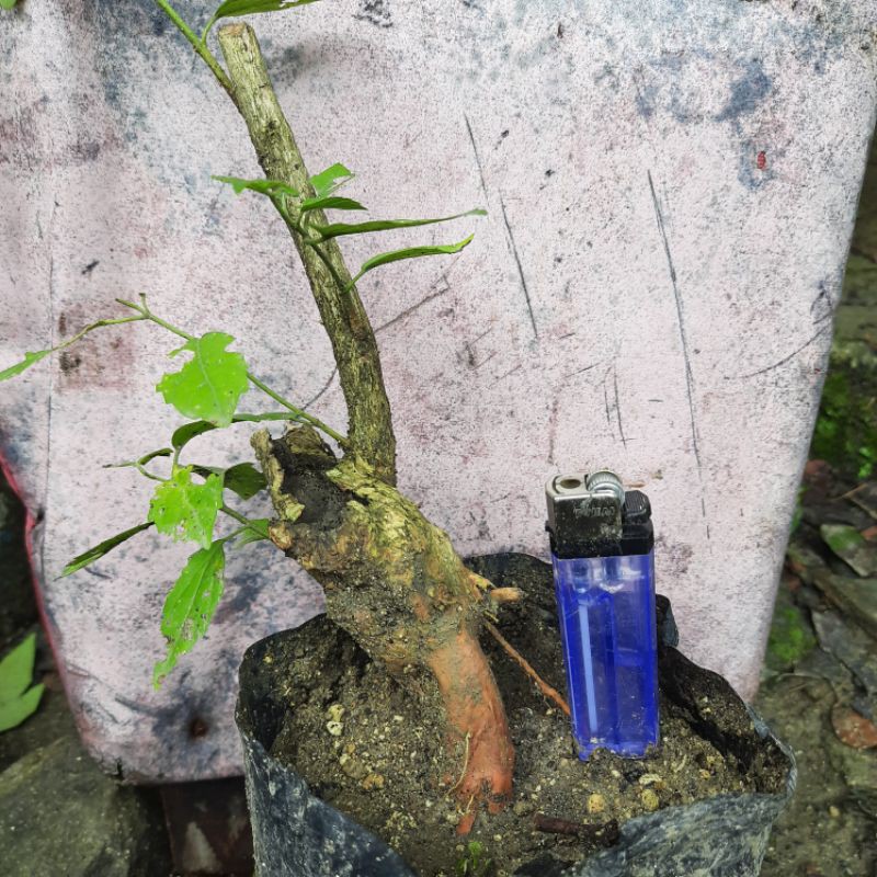 Bahan bonsai Wahong gunung REALPIC mayan