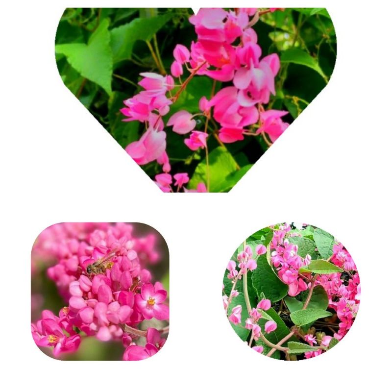 bibit bunga hias air mata pengantin(AMP)