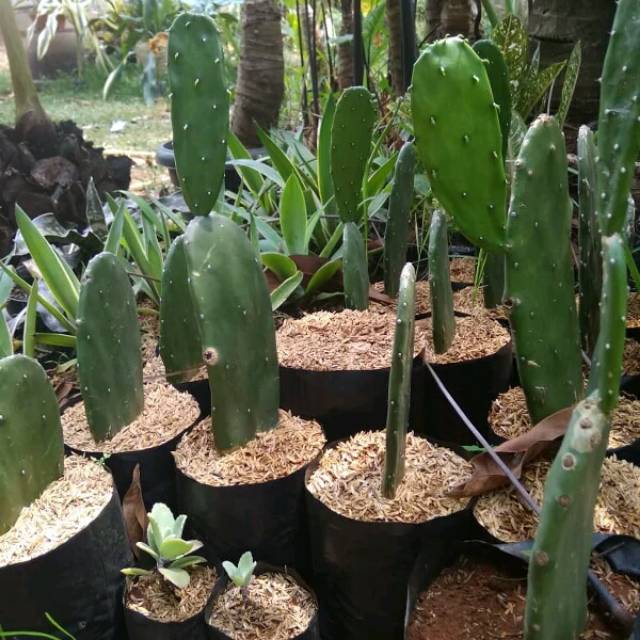 Tanaman Kaktus Centong Pohon Kaktus Centong Pohon Kaktus Shopee Indonesia