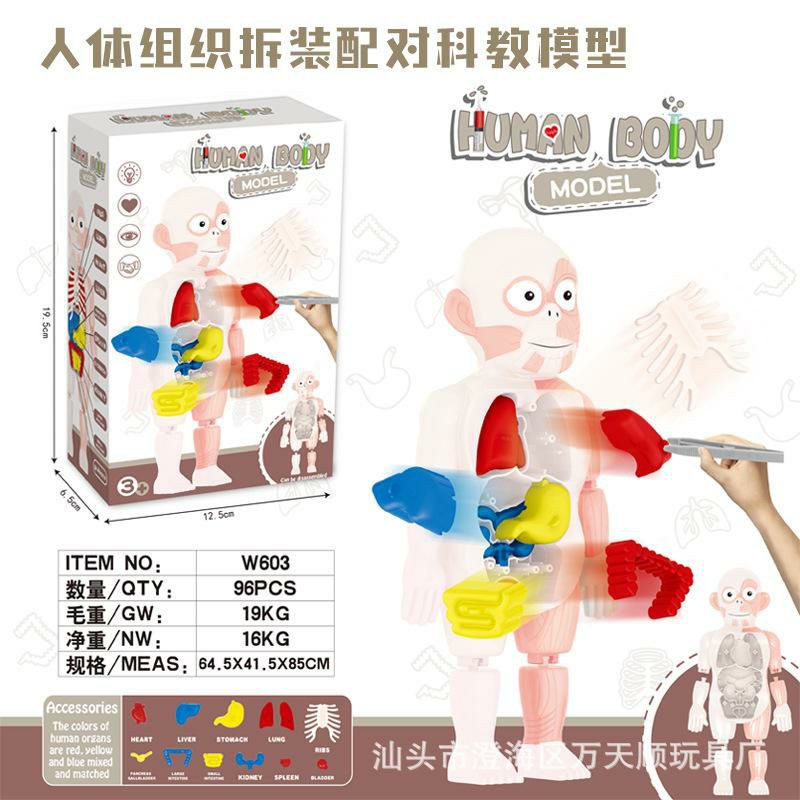 puzzle 3D Human Body Model