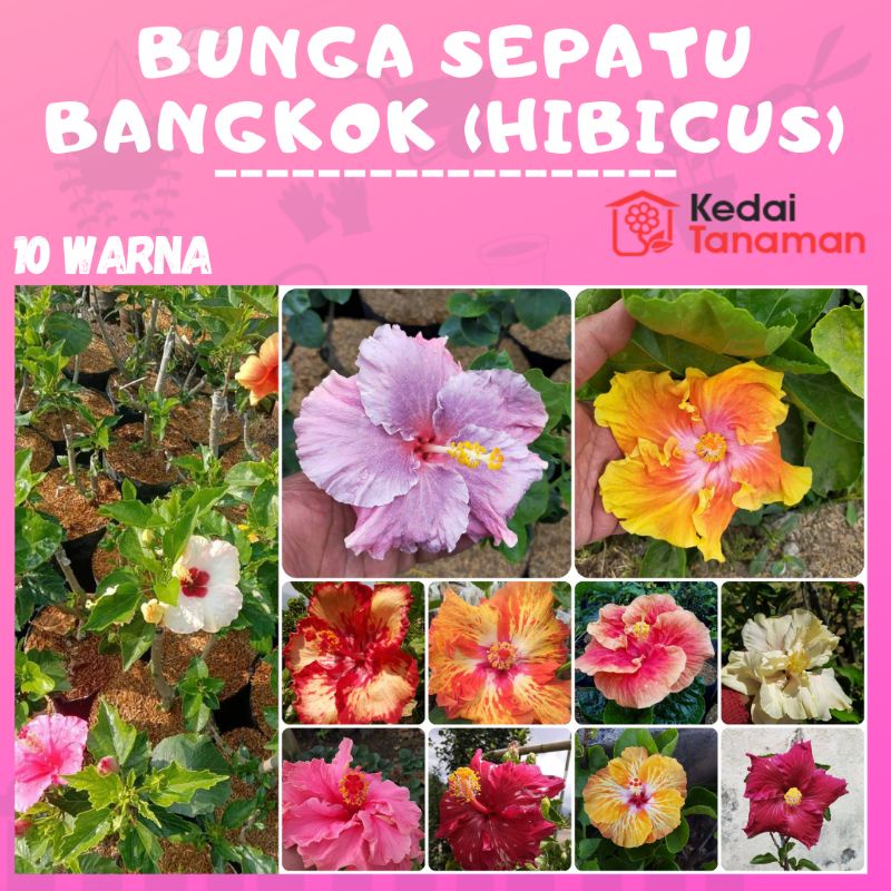 Tanaman Hias Bunga Sepatu Bangkok - Bunga Hibicus Bangkok