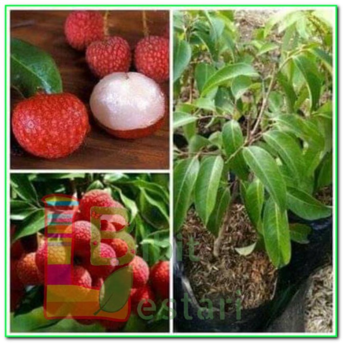 Bibit Leci Merah RIMBUN BATANG BESAR