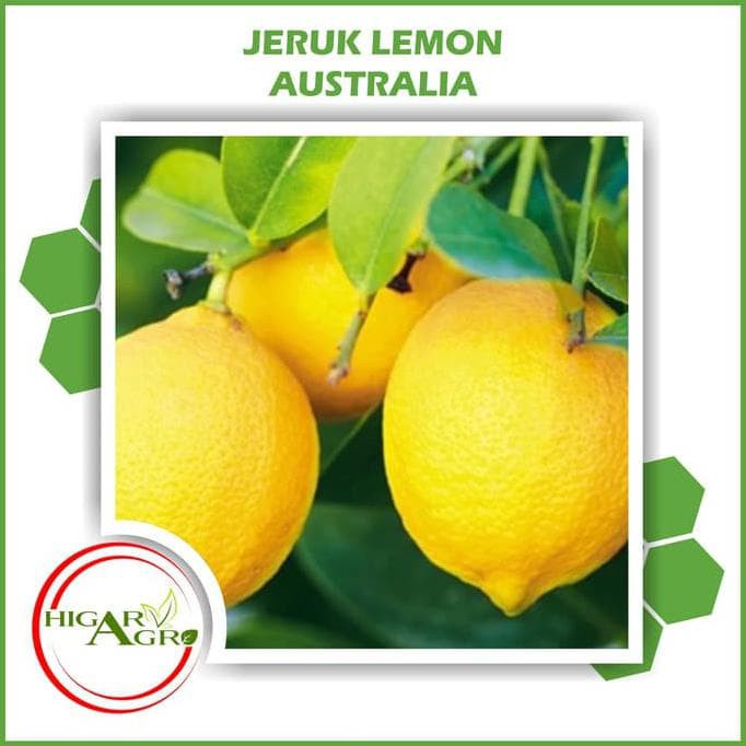 ##Terbaru^ Bibit Tanaman Buah Jeruk Lemon Australia **Restock^