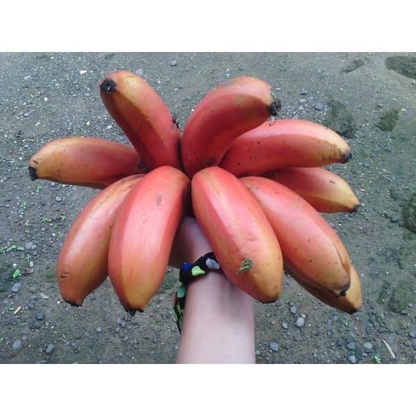 Bibit Tanaman Buah Pisang Merah Asli-Bibit Pisang Merah Murah