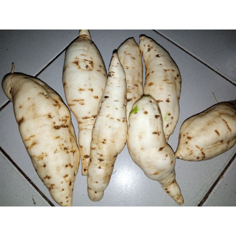 

ubi ungu/ubi putih mentah