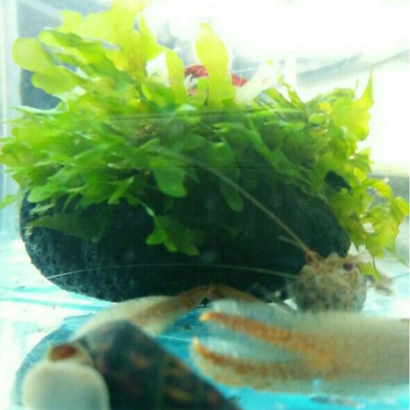 Mos pelia media wabikusa