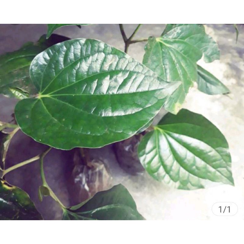 

sirih tanah hijau atau karuk