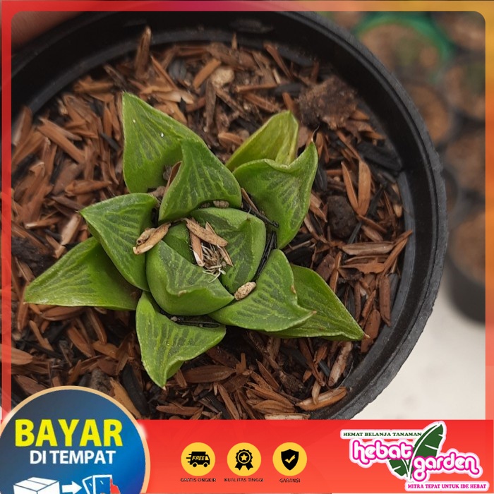 

BELI DI SINI haworthia retusa - Hebat Store