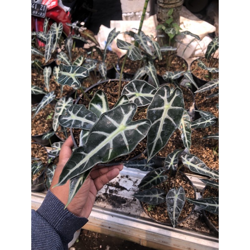 alocasia bambino tanaman hias