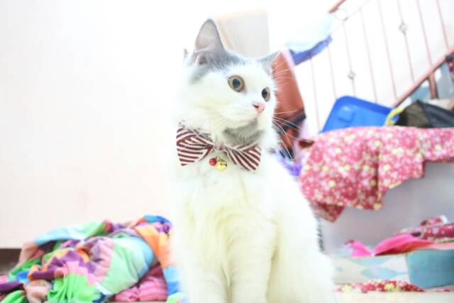 Dasi kucing lucu / bowtie imut / dasi kupu-kupu unik untuk kucing anjing size kitten adult