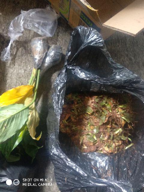 Jual Rumput Gajah Mini Per 1x1 Meter Shopee Indonesia Jual Rumput Gajah Mini Per 1x1 Meter Shopee Indonesia